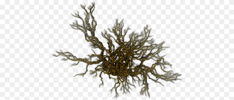 Leafless Tree From Above, Plant, Root, Accessories, Pattern Free Transparent Png