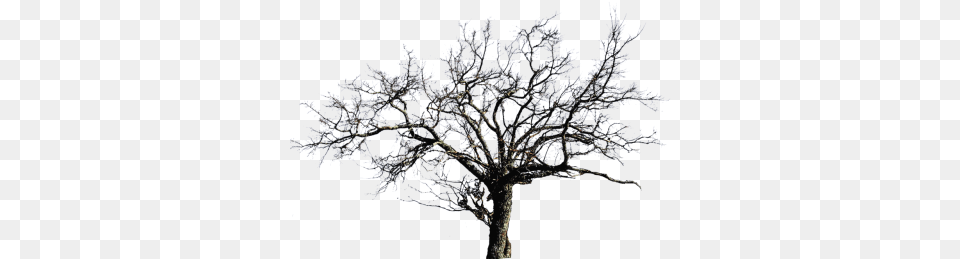 Leafless Tree Images 6419 Transparentpng Background Bare Tree, Plant, Ice, Weather, Nature Free Png Download