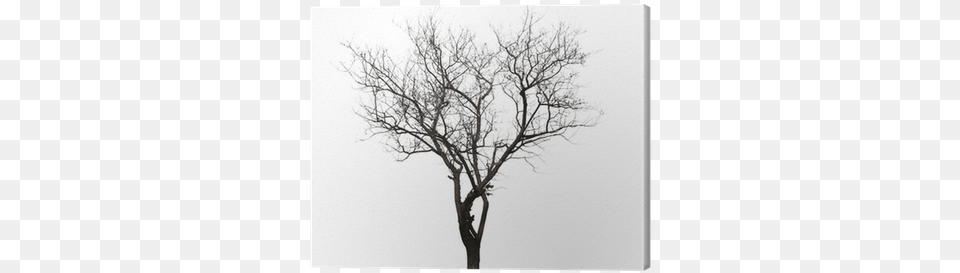 Leafless Tree Isolated On White Canvas Print Pixers Pintura De Arbol Sin Hojas, Plant, Tree Trunk Png Image