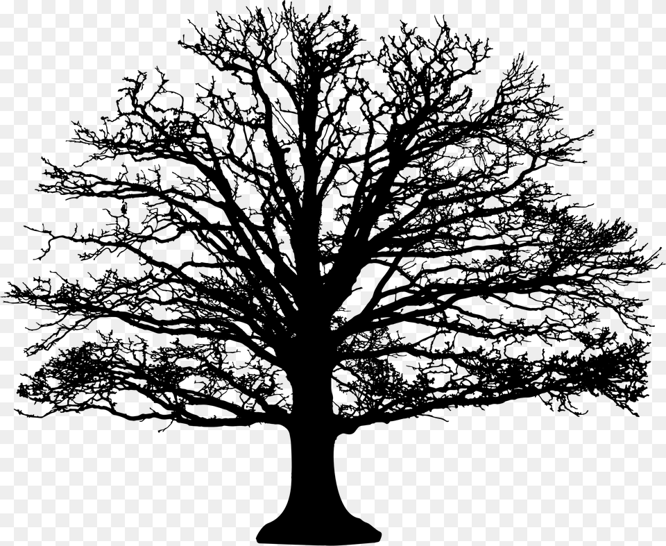 Leafless Tree Silhouette Clip Arts Leafless Oak Tree Silhouette, Gray Free Transparent Png