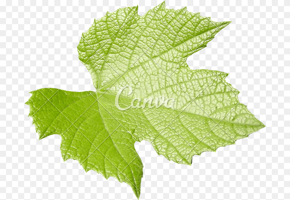 Leafplantflowergrape Leavesflowering Maple Vitis, Leaf, Plant, Maple Leaf, Tree Free Png Download