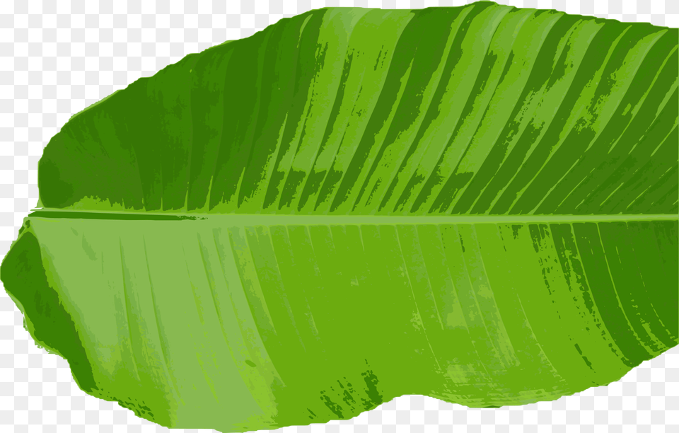 Leafplantgrass Banana Leaf Vector, Plant, Green Png