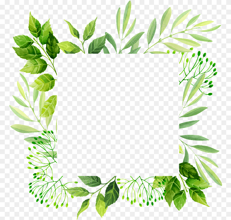 Leafplantherbline Artflowerclip Art Frame Template Leaves, Green, Herbal, Herbs, Leaf Free Png