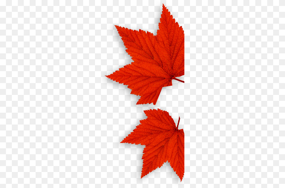 Leafs, Leaf, Plant, Tree, Maple Png