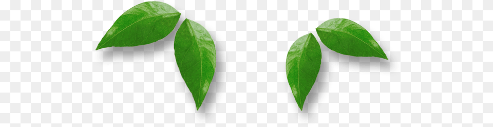 Leafs Erythroxylaceae, Leaf, Plant, Tree Free Transparent Png