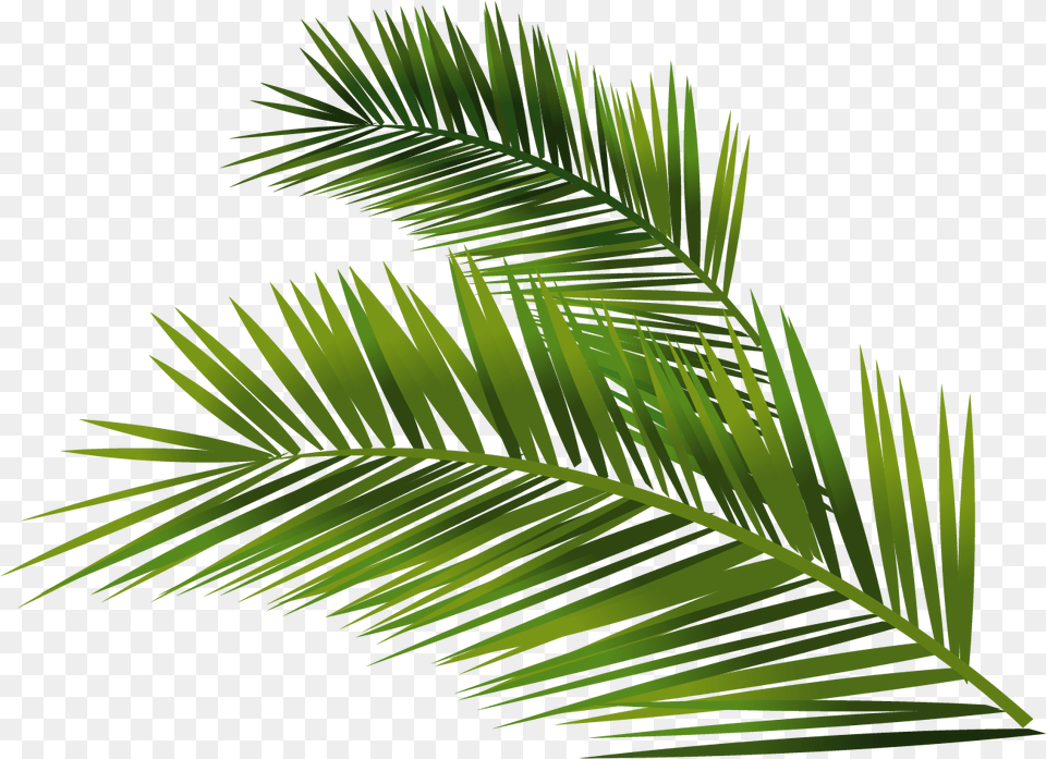 Leafs Vector Palm Palm Leaf Full Size Download Palm Leaf Palm Vector, Green, Palm Tree, Plant, Tree Free Transparent Png