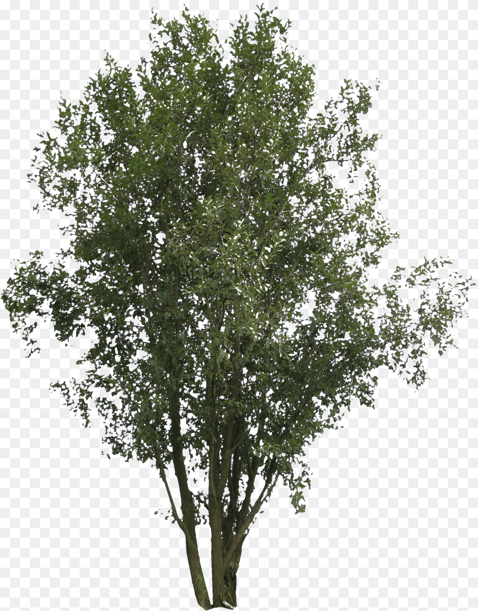 Leafy Free Png Download