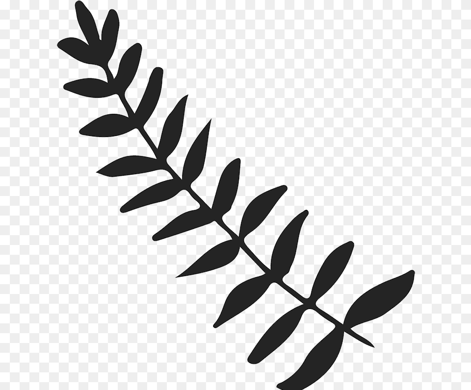 Leafy Branch, Leaf, Plant, Fern Free Png