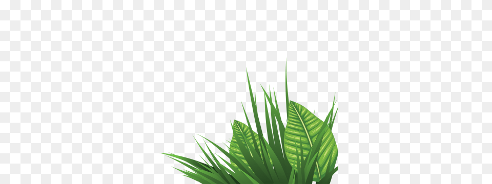 Leafy Grass Decorative Panel Grass Clipart Leafy Grass Lovely, Green, Leaf, Plant, Vegetation Free Transparent Png