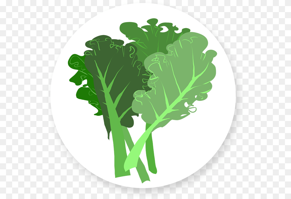 Leafy Greens That Pack A Healthy Punch Is Here Icon, Food, Produce, Kale, Leafy Green Vegetable Free Png
