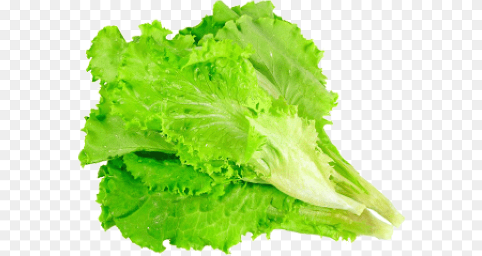 Leafy Lettuce, Food, Plant, Produce, Vegetable Free Png Download