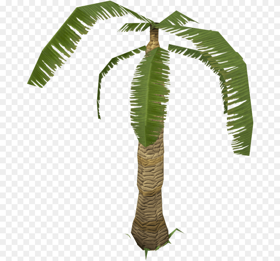 Leafy Palm Tree Roystonea, Leaf, Palm Tree, Plant, Tree Trunk Free Transparent Png