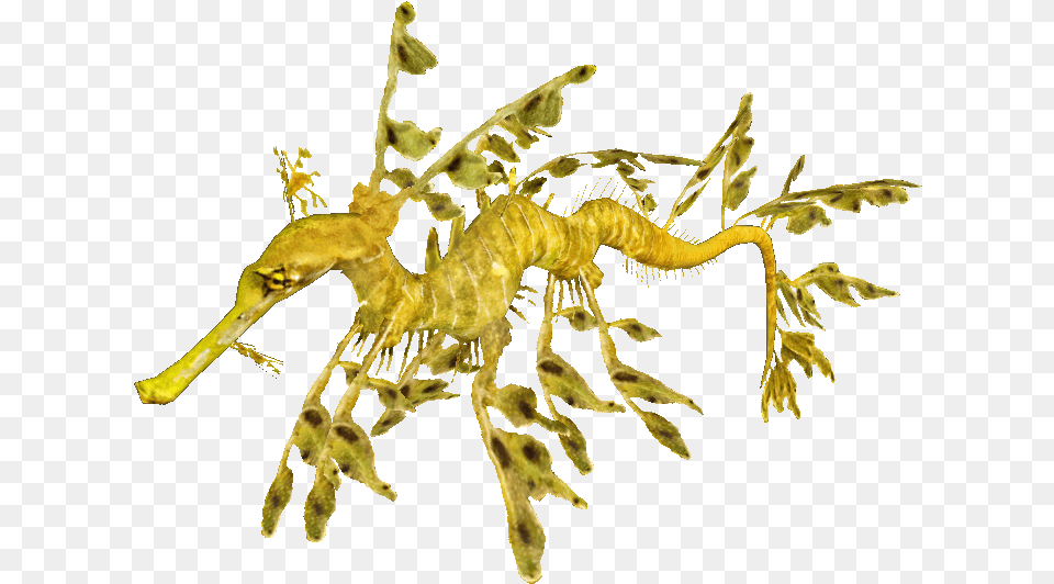 Leafy Sea Dragon Transparent, Animal, Mammal, Insect, Invertebrate Free Png