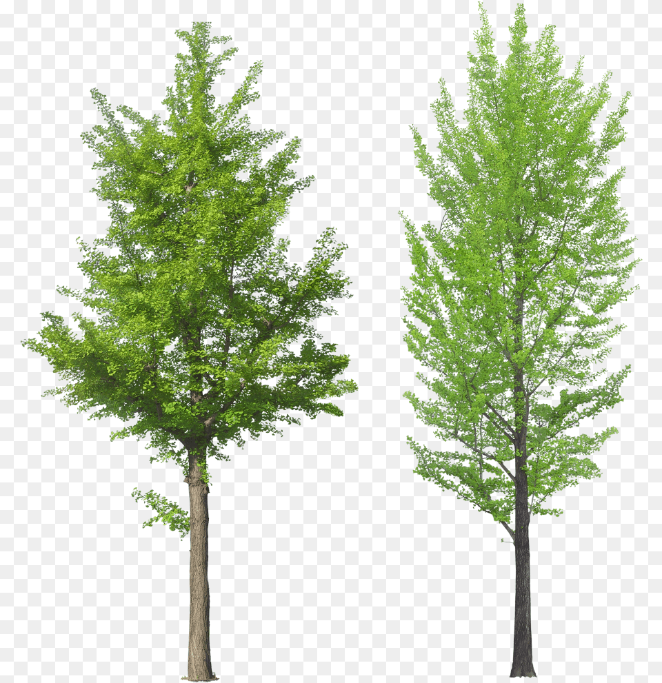 Leafy Trees Ginkgo Tree, Conifer, Plant, Fir, Pine Png