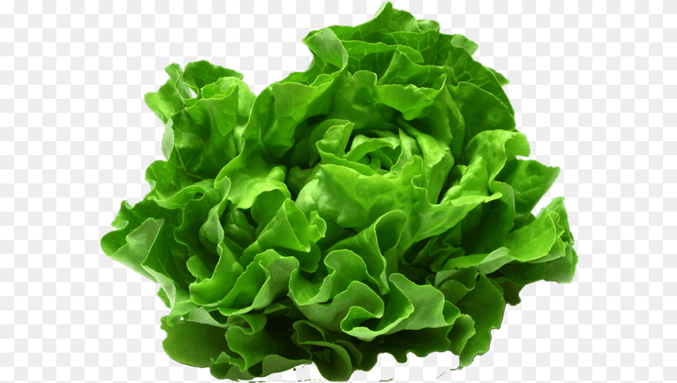 Leafy Vegetable, Food, Lettuce, Plant, Produce Free Png