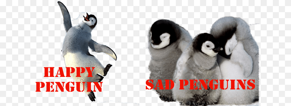 League Team Images Penguins Baby Penguins, Animal, Bird, Penguin, Livestock Free Png
