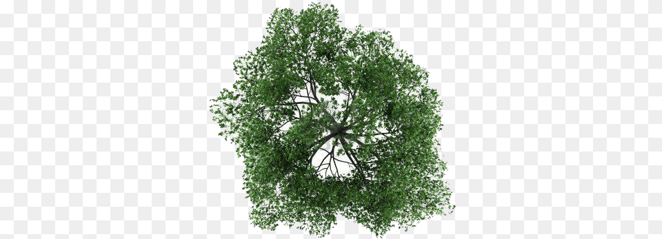 League Trees Top View Psd, Chandelier, Lamp, Plant, Tree Free Transparent Png