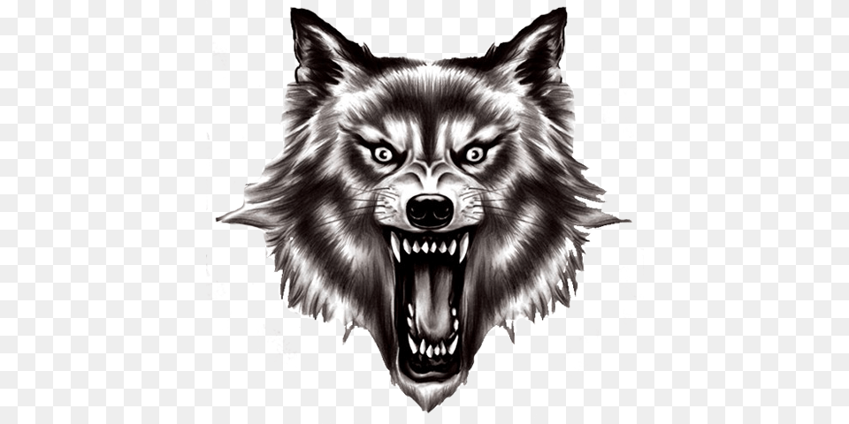 League Wolf Head Transparent Background, Animal, Mammal, Canine, Dog Png