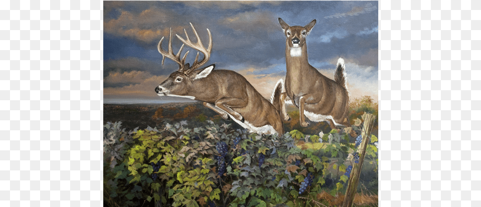Leap White Tailed Deer Art, Animal, Mammal, Wildlife, Antelope Png Image