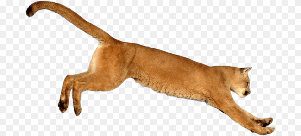 Leaping Cougar By Salahzw Cougar, Animal, Mammal, Wildlife, Lion Png Image
