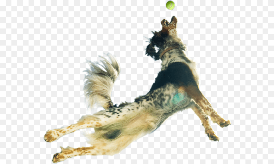 Leaping Dog Background, Tennis Ball, Ball, Tennis, Sport Free Transparent Png