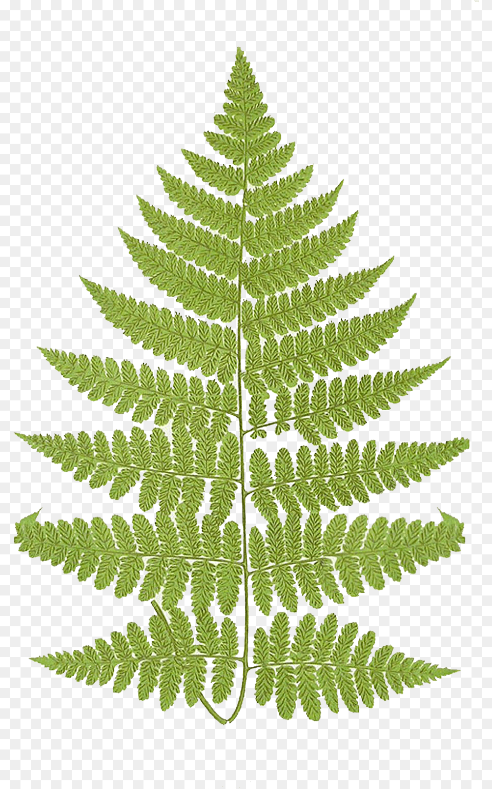 Leaping Frog Designs Frond Athyrium Filix Femina, Fern, Plant Free Png Download