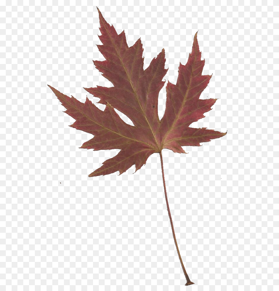 Leaping Frog Designs October, Leaf, Plant, Tree, Maple Png Image