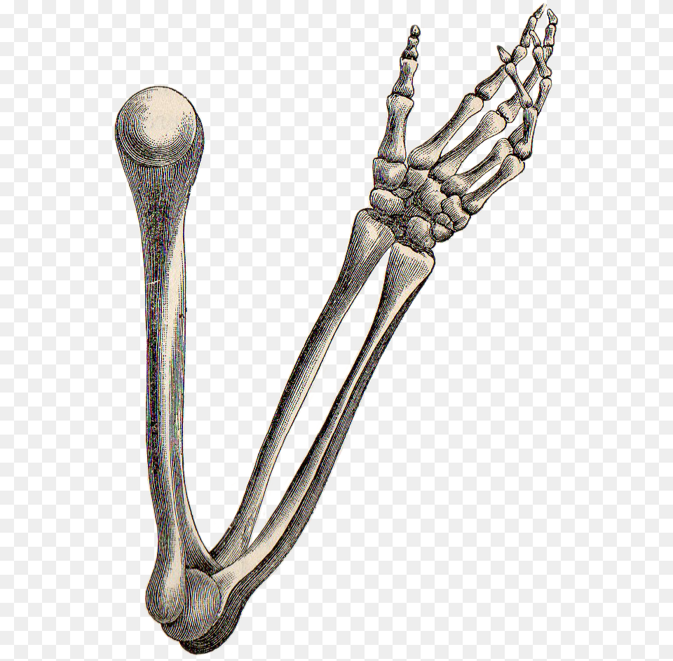 Leaping Frog Designs Skeleton Hand And Arm Vintage Image, Electronics, Hardware, Cutlery, Smoke Pipe Free Png