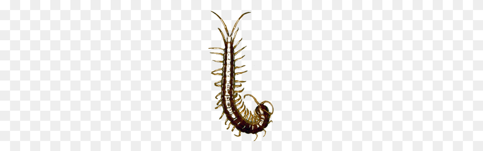 Learn About Centipedes Centipede Identification Hulett Pest, Animal, Insect, Invertebrate Png