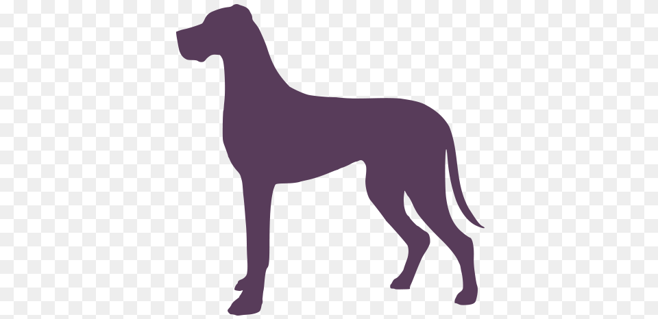 Learn About Great Dane Breed Great Dane Rescue Nc Sc Adoption, Purple, Maroon, Gray Png Image