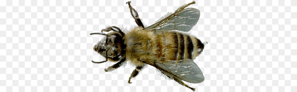 Learn About Honey Bees Honey Bee, Animal, Apidae, Bumblebee, Honey Bee Png