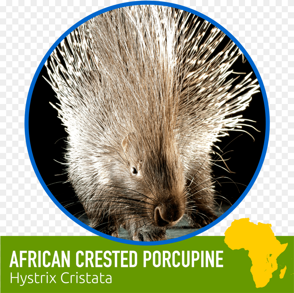 Learn About Our Animal Friends U2014 Zoomagination New World Porcupine, Mammal, Rodent, Hedgehog, Rat Free Png Download