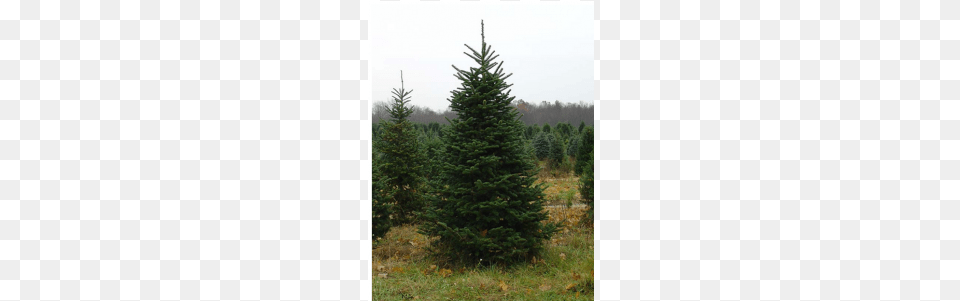Learn About The Fraser Fir Another Classic Christmas Christmas Tree, Pine, Plant, Conifer Png