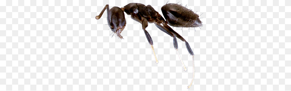 Learn About White Footed Ants White Footed Ants, Animal, Insect, Invertebrate, Ant Free Png Download