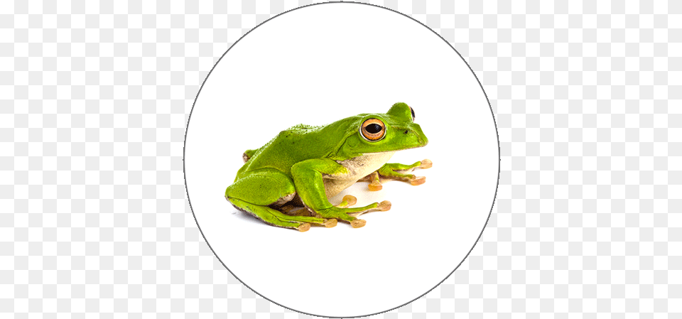 Learn Arabic Alphabets Tree Frog, Amphibian, Animal, Wildlife, Lizard Png