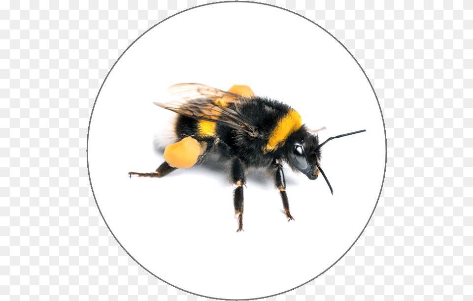 Learn French Alphabets Bumble Bees, Animal, Apidae, Bee, Bumblebee Free Transparent Png