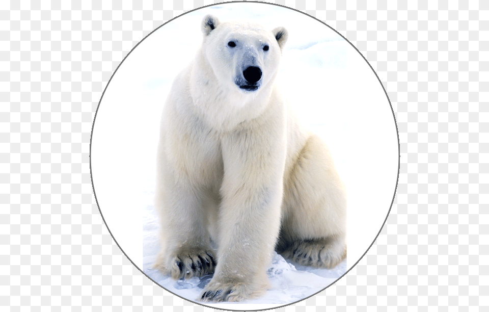 Learn French Alphabets Polar Bear Near The Arctic Circle, Animal, Mammal, Wildlife, Polar Bear Free Transparent Png