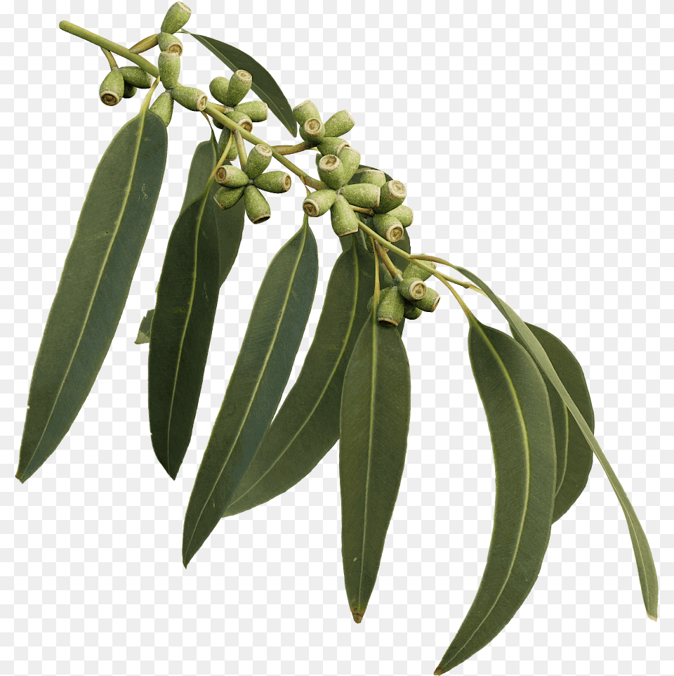 Learn How To Create And Use 3d Twig Eucalyptus Tree Leaves, Leaf, Plant, Annonaceae Png