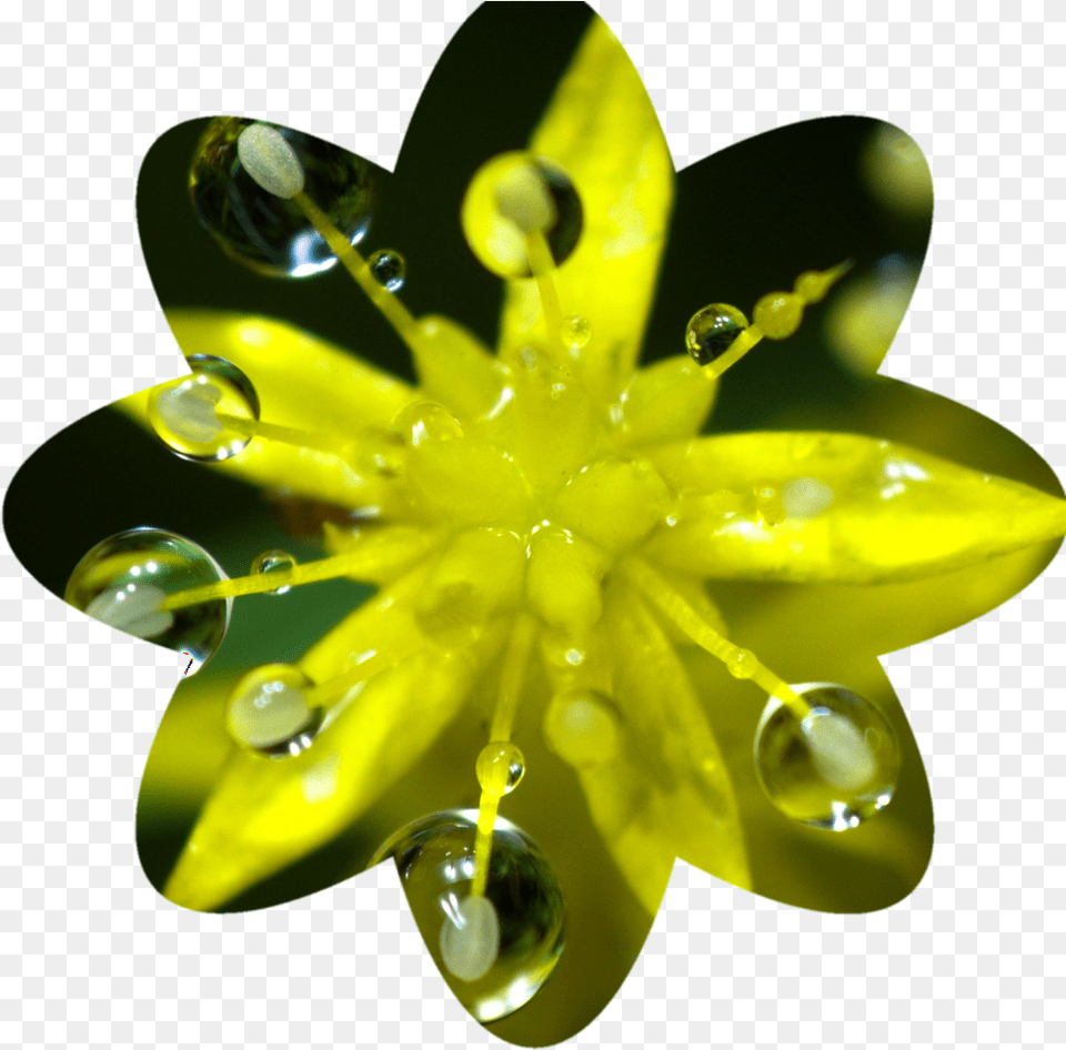 Learn How To Make Circular And Other Photo Crops Using Water Lily, Droplet, Leaf, Plant, Flower Free Png