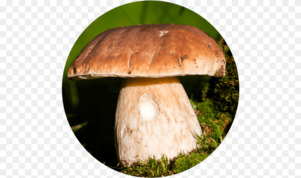 Learn How To Make Circular Photo Crops Using Layers Orezanie Fotky Do Kruhu Online, Fungus, Plant, Agaric, Amanita Free Png Download