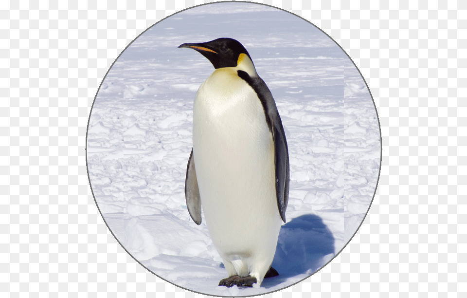 Learn Italian Alphabets Emperor Penguin, Animal, Bird, King Penguin Png Image
