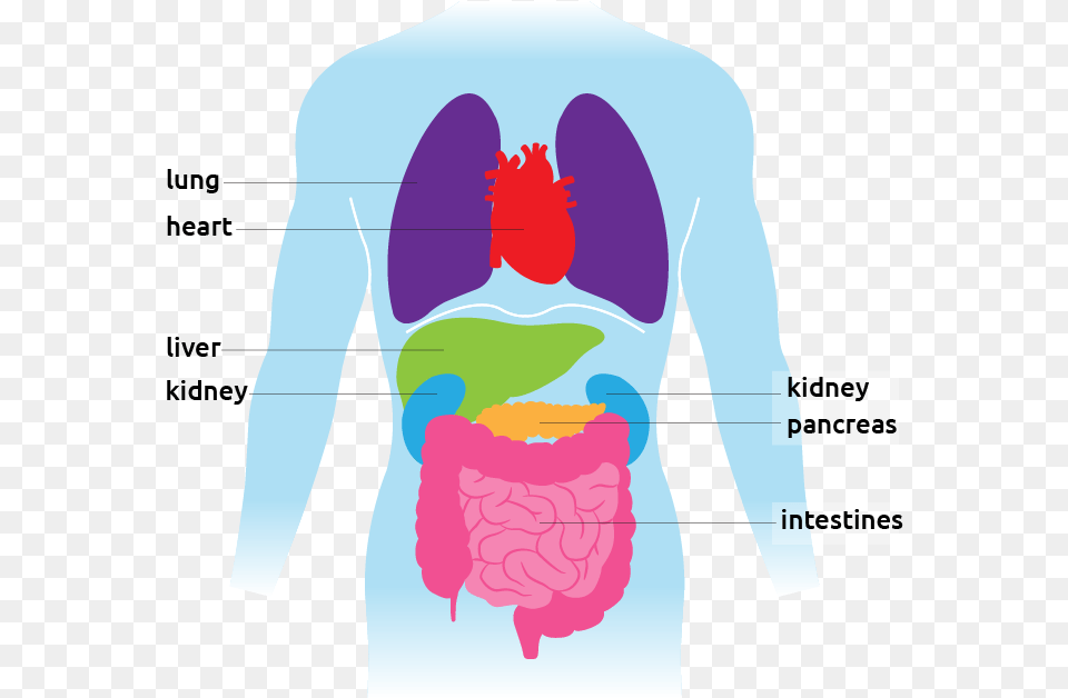 Learn More About An Organ Organ Facts, Adult, Male, Man, Person Png Image