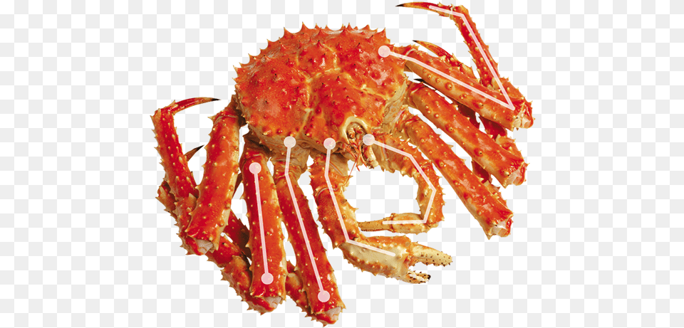 Learn More About King Crab Cancer, Animal, Food, Invertebrate, King Crab Free Png Download