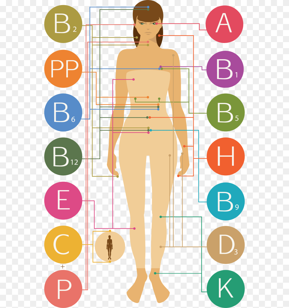 Learn More About The Benefits Vitamins And Minerals Cuerpo Humano Con Proteinas, Chart, Plot, Adult, Male Png Image