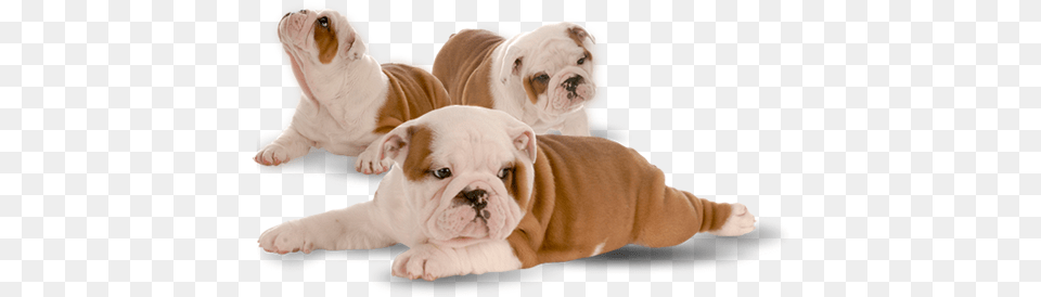 Learn More Olde English Bulldogge, Animal, Bulldog, Canine, Dog Free Png