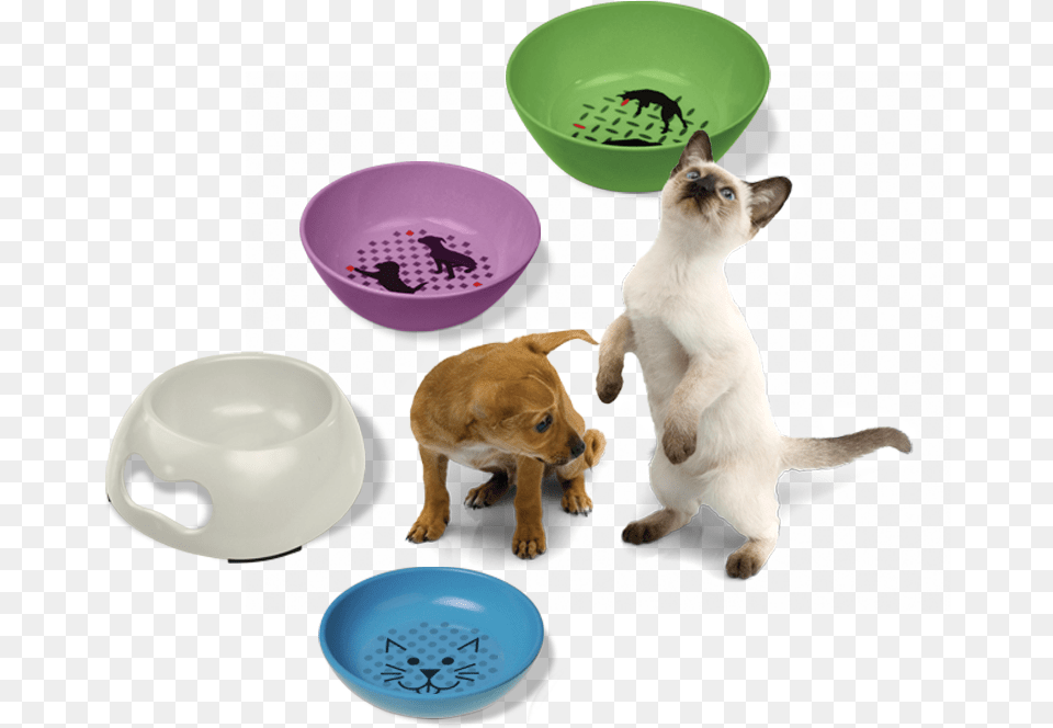 Learn More Siamese, Animal, Canine, Dog, Mammal Png Image