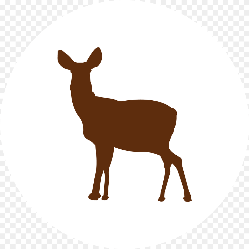 Learn To Hunt Online Todayu0027s Hunter Animal Figure, Deer, Mammal, Wildlife, Kangaroo Png