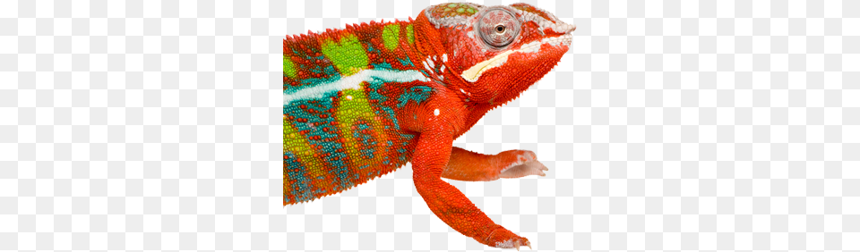 Learning The Lingo Orange Chameleon, Animal, Lizard, Reptile, Iguana Free Transparent Png