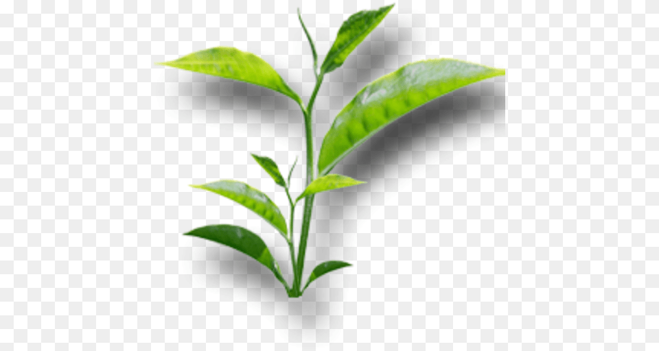 Leasbon Tea Appstore For Android, Beverage, Leaf, Plant, Green Tea Free Transparent Png