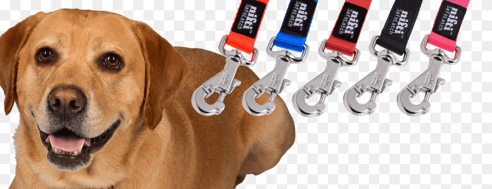 Leash Free Transparent Png